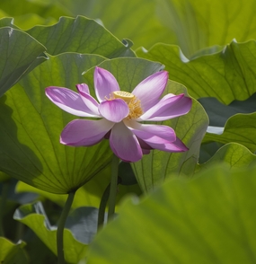 夏日绿色荷塘荷叶粉色荷花图片